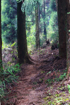 Sandakphu - A lesser known trek