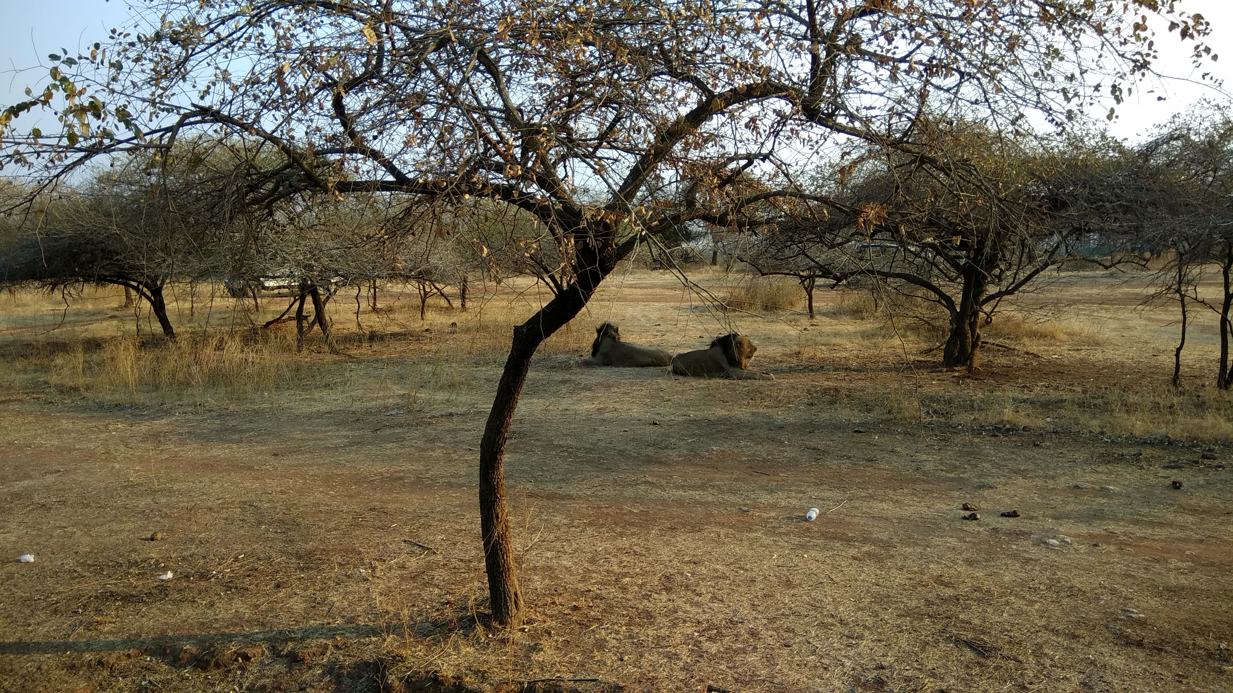 10 Best Things to Do in Gir National Park