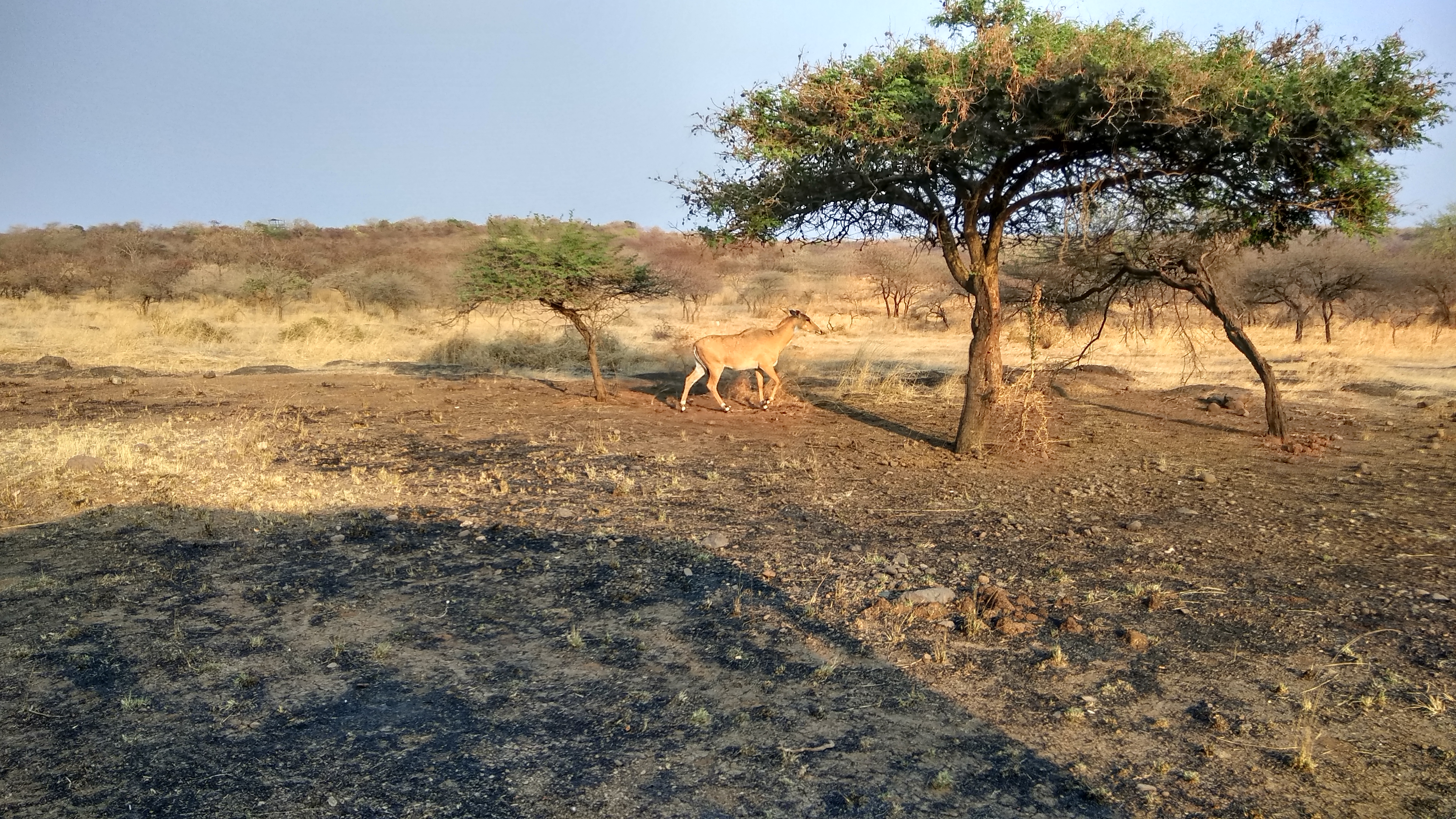 10 Best Things to Do in Gir National Park