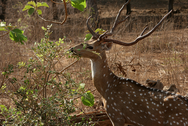 10 Best Things to Do in Gir National Park