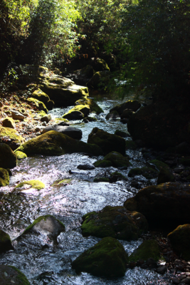 Sandakphu - A lesser known trek